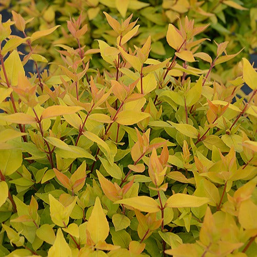 Abelia 'Gold Touch® BMR Gold' - Bakker