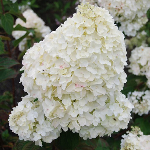 Pluimhortensia 'Dolly' - Hydrangea paniculata  dolly - Bakker