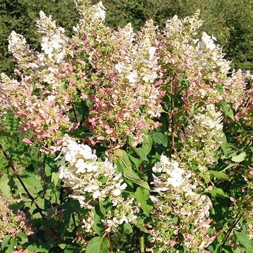 Pluimhortensia 'Dolly' - Hydrangea paniculata  dolly - Plantsoort