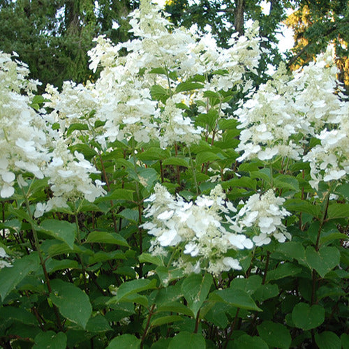 Pluimhortensia 'White Lady' - Hydrangea paniculata white lady - Plantsoort