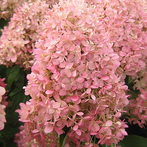 Pluimhortensia Magical® 'Candle' - Hydrangea paniculata magical ® candle - Plantsoort