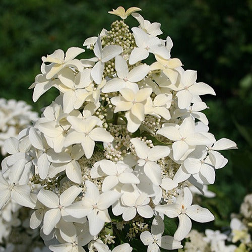 Pluimhortensia Magical® 'Starlight' - Bakker