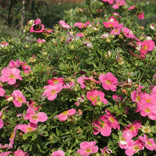 Ganzerik 'Bellisima' - Potentilla fruticosa bellissima - Tuinplanten