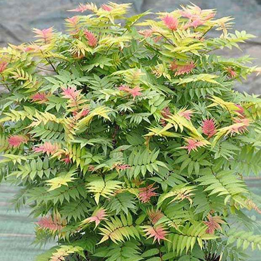 Lijsterbesspirea 'Pink Hopi'® - Bakker