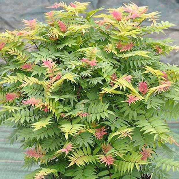 Lijsterbesspirea 'Pink Hopi'® - Sorbaria sorbifolia pink hopi ® - Bakker