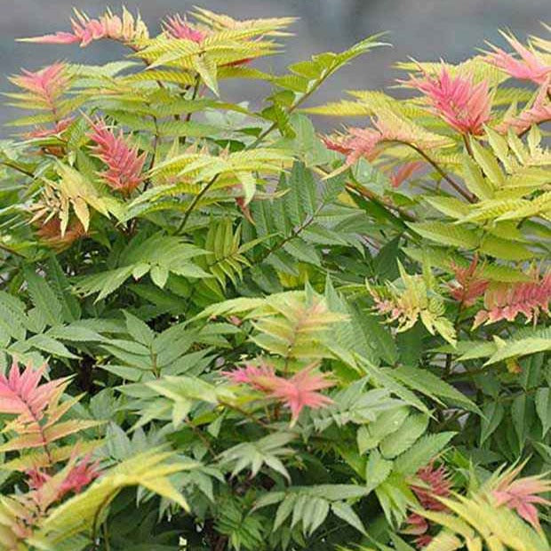 Lijsterbesspirea 'Pink Hopi'® - Sorbaria sorbifolia pink hopi ® - Heesters en vaste planten