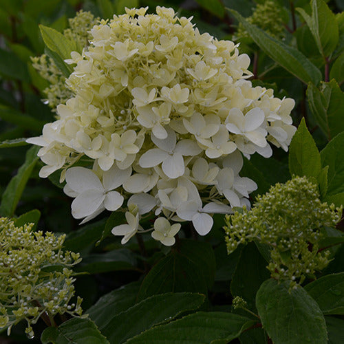 Pluimhortensia Magical® 'Sweet Summer' - Hydrangea paniculata magical ® sweet summer - Tuinplanten