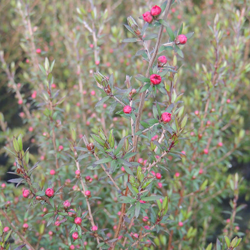 Manuka 'Ruby Glow' - Bakker