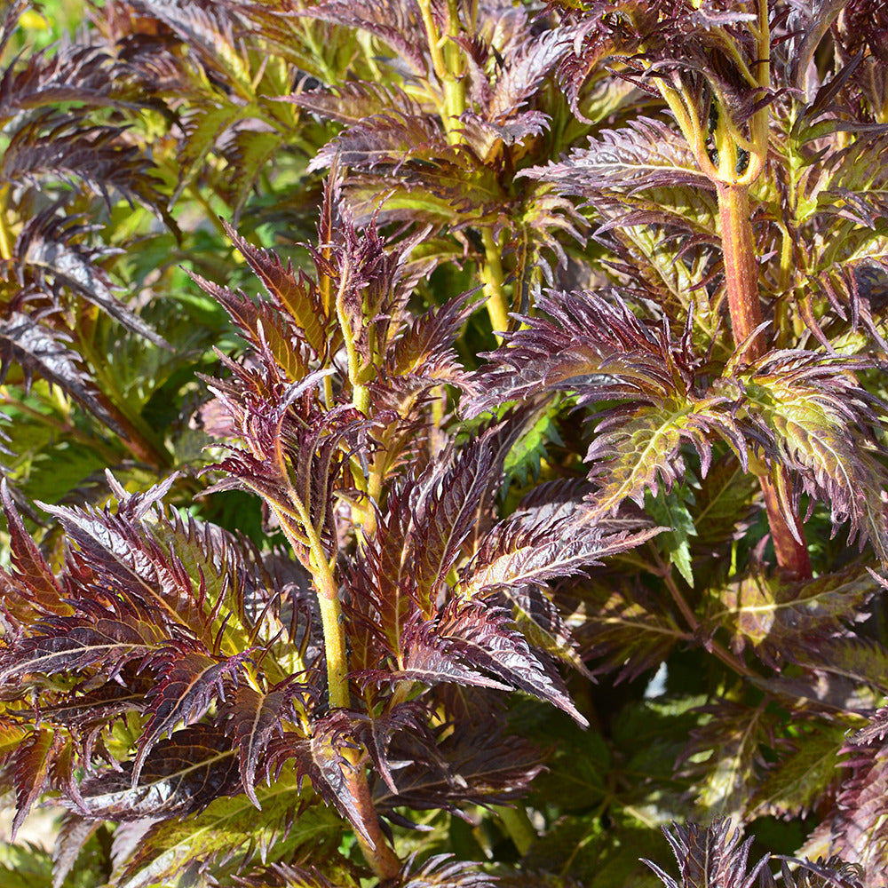 Vlier 'Serenade Jonade' - Sambucus x strumpfii serenade 'jonade' - Terras- en balkonplanten