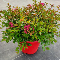 Indische sering 'Indica Mimie'® - Lagerstroemia indica mimie ® fuchsia - Heesters