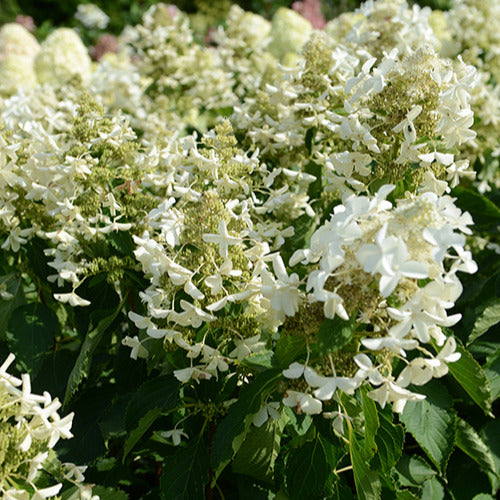 Pluimhortensia 'Levana' - Hydrangea paniculata levana - Plantsoort