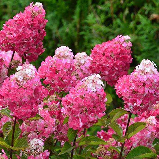 Pluimhortensia 'Framboisine ® Rensam' - Bakker