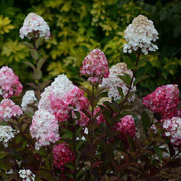 Pluimhortensia 'Framboisine ® Rensam' - Hydrangea paniculata framboisine® 'rensam' - Bakker