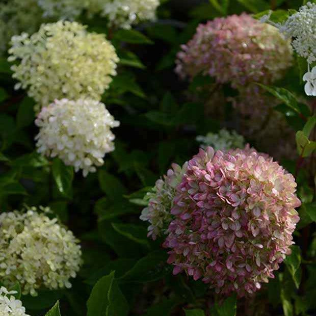Pluimhortensia 'Romantic Ace'® 'Renvagor' - Hydrangea paniculata romantic ace ® 'renvagor' - Bakker