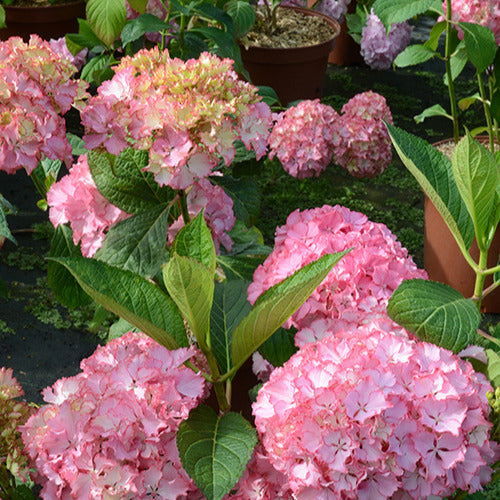 Boerenhortensia 'So Long® Sunny' - Hydrangea macrophylla so long ® sunny 'tk02' - Bakker