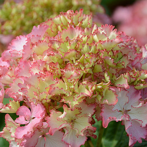 Boerenhortensia 'So Long® Sunny' - Bakker