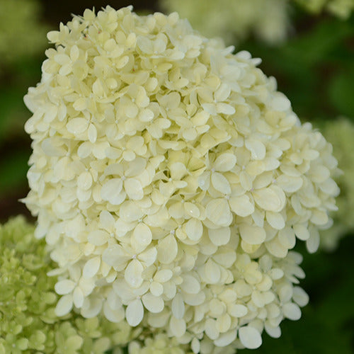 Pluimhortensia Selectie - Bakker