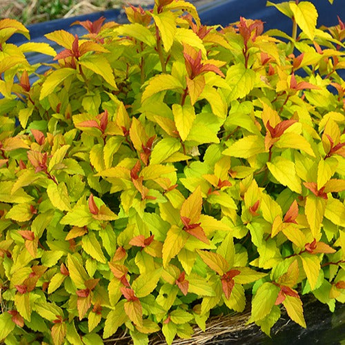 Spierstruik 'Merlo® Gold' - Bakker