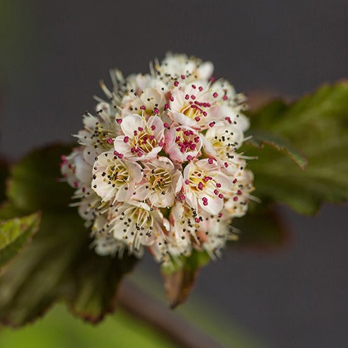 Blaasspirea 'Amber Jubilé® Jefam' - Physocarpus opulifolius amber jubilee ® 'jefam' - Terras- en balkonplanten