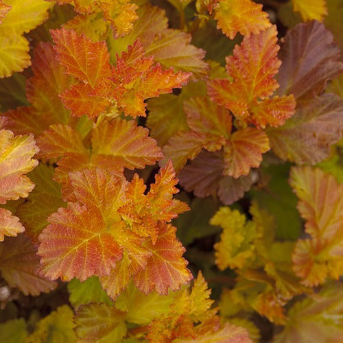 Blaasspirea 'Amber Jubilé® Jefam' - Physocarpus opulifolius amber jubilee ® 'jefam'