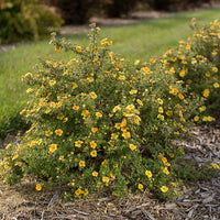 Ganzerik 'Citrus Tart' - Potentilla fruticosa citrus tart - Bakker