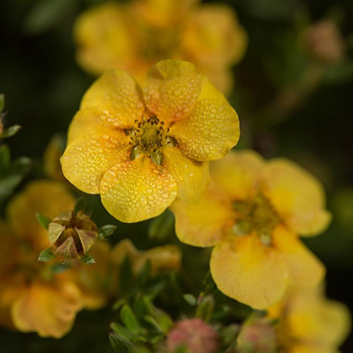 Ganzerik 'Citrus Tart' - Potentilla fruticosa citrus tart - Heesters en vaste planten