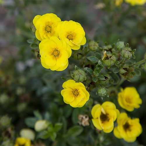 Ganzerik 'Citrus Tart' - Potentilla fruticosa citrus tart - Heesters