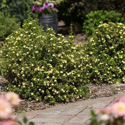 Ganzerik 'Lemon Meringue' - Bakker