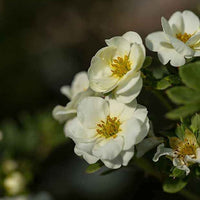 Ganzerik 'Crème Brûlée' - Potentilla fruticosa creme brûlée - Bakker