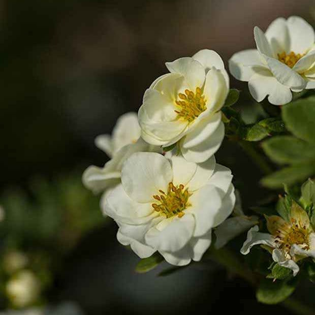 Ganzerik 'Crème Brûlée' - Potentilla fruticosa creme brûlée - Bakker
