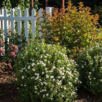 Potentilla fruticosa creme brûlée - Ganzerik 'Crème Brûlée' - Bloeiende heesters