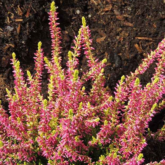 Dopheide 'Golden Angie' - Calluna vulgaris golden angie - Terras- en balkonplanten