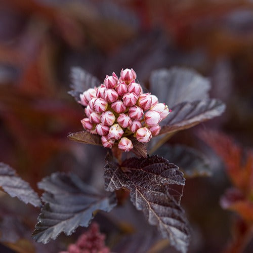 Blaasspirea 'Fireside' - Physocarpus opulifolius fireside - Terras- en balkonplanten