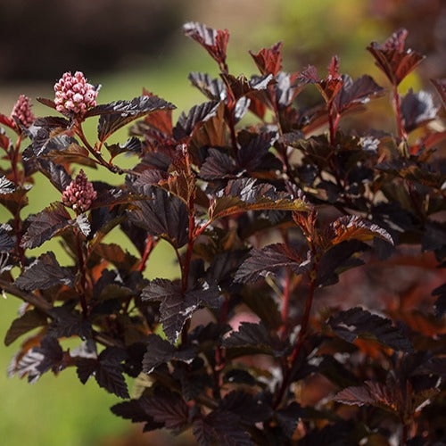 Blaasspirea 'Fireside' - Physocarpus opulifolius fireside