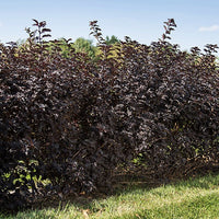 Physocarpus opulifolius fireside - Blaasspirea 'Fireside' - Balkon- en terrasplanten