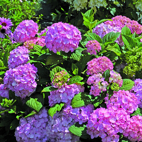 Boerenhortensia 'So Long ® Rosy' - Bakker