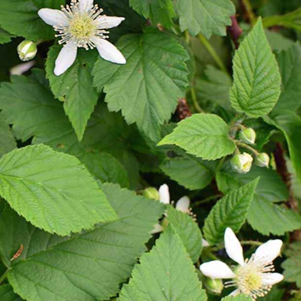 Taubes 'Bounty Berry' - Rubus fruticosus tayberry bounty berry 'yantay' - Fruit