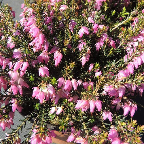 Winterheide 'Springwood White' - Erica carnea springwood pink - Tuinplanten