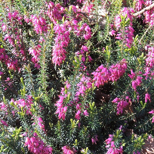 Winterheide 'Springwood White' - Erica carnea springwood pink - Heesters en vaste planten