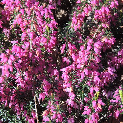 Winterheide 'Springwood White' - Erica carnea springwood pink - Vaste planten