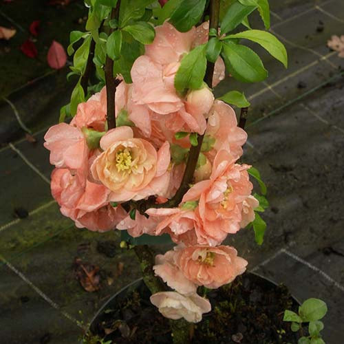 Japanse sierkwee 'Cameo' - Chaenomeles superba cameo - Terras- en balkonplanten