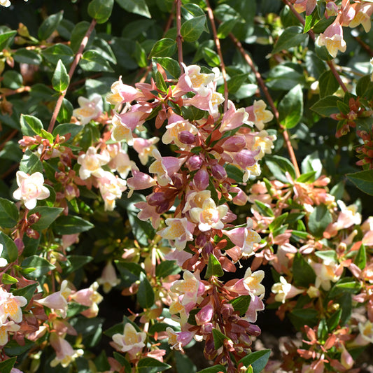 Grootbloemige Abelia 'Sunny Charm'® - Abélia à grandes fleurs sunny charm ® - Tuinplanten