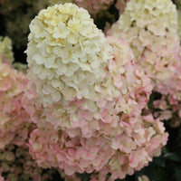 Pluimhortensia Sundae Fraise® 'Rensum' - Hydrangea paniculata Sundae Fraise® Rensun - Bakker