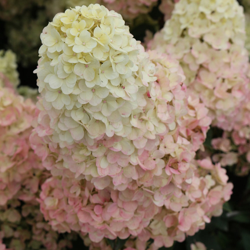 Verkoop Pluimhortensia Sundae Fraise® 'Rensum' - Hydrangea paniculata Sundae Fraise® Rensun