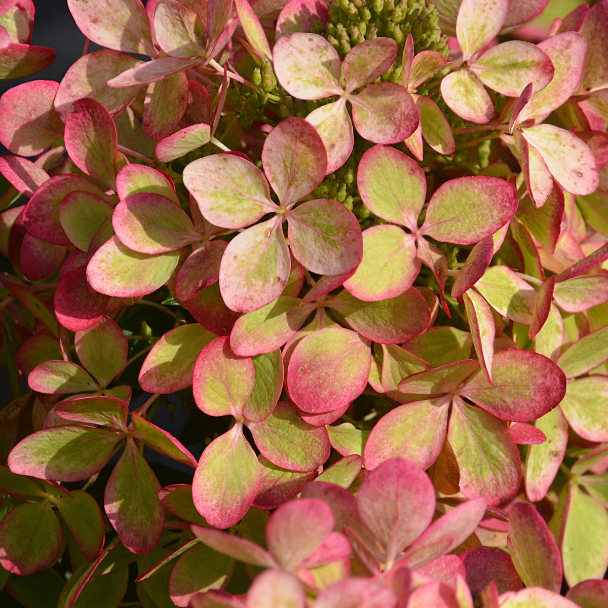 Pluimhortensia - Pluimhortensia 'Pastelgreen'® Renxolor - Hydrangea paniculata pastelgreen® renxolor