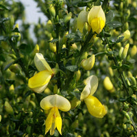 Brem 'Lena' - Cytisus scoparius luna - Heesters en vaste planten