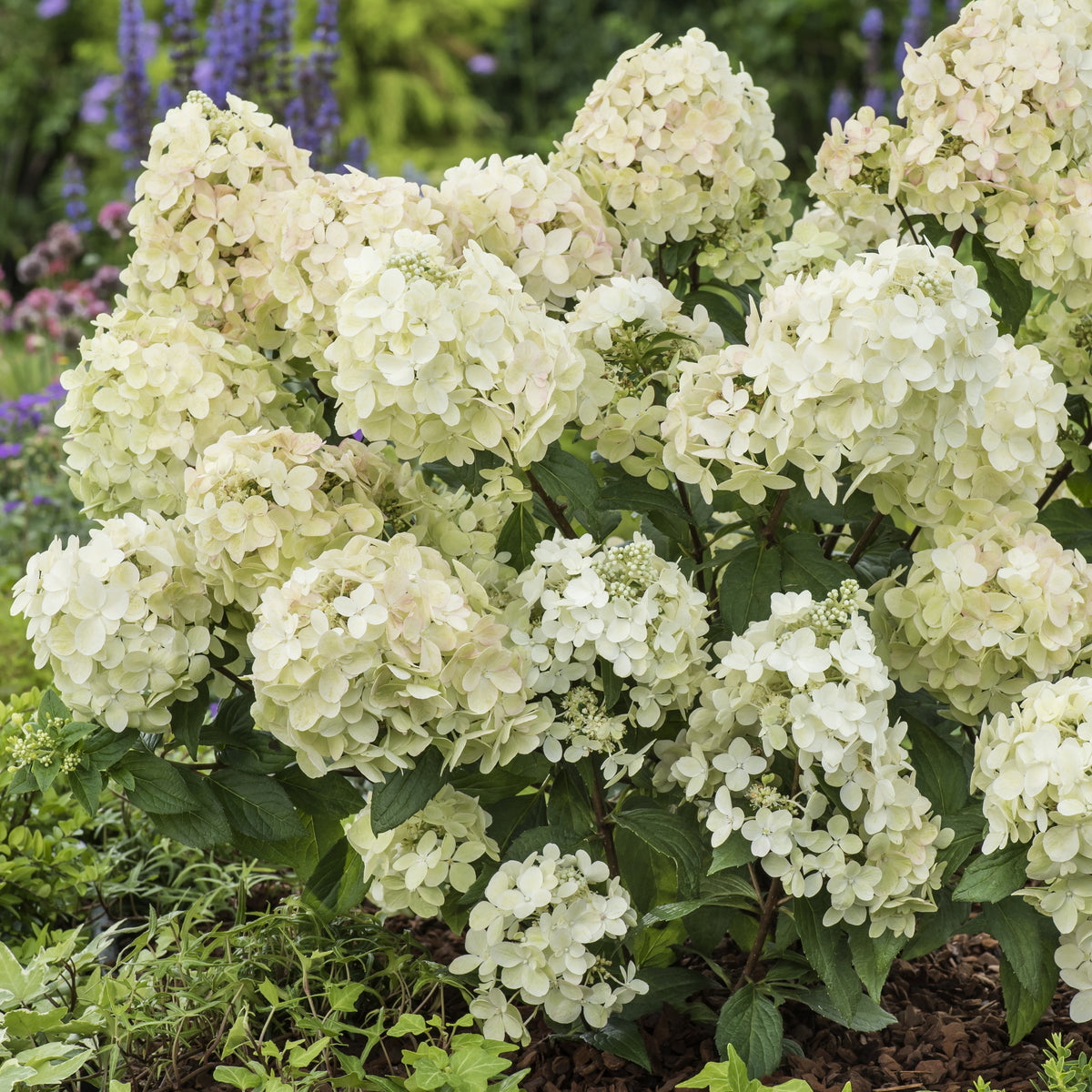Pluimhortensia 'Petite® Star' - Hydrangea paniculata petite® star 'coustar02' - Bakker