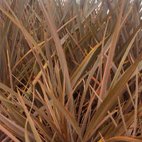 Nieuw Zeelands vlas 'Rainbow Queen' - Phormium 'rainbow queen' - Terras- en balkonplanten