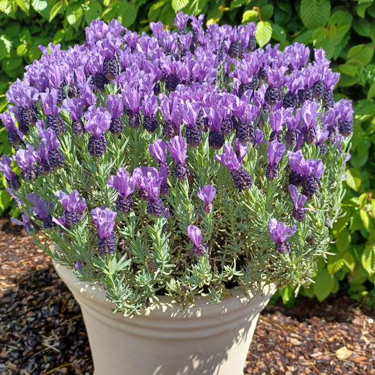 Kuiflavendel 'Magical ® Posy Purple' - Lavandula stoechas magical® posy purple 'kolma pop - Tuinplanten
