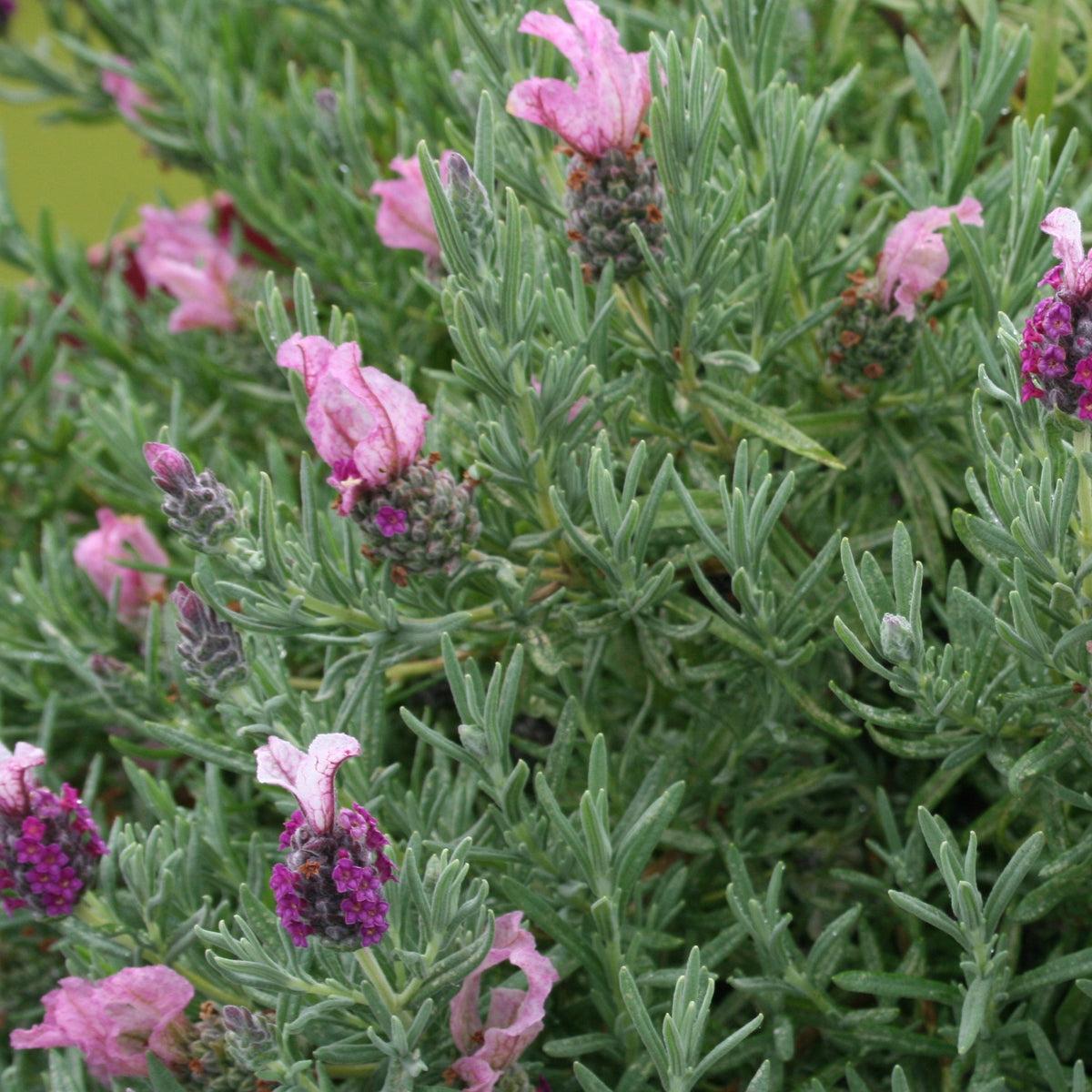 Kuiflavendel 'Magical ® Posy Pink' - Lavandula stoechas magical® posy pink 'kolmapopi' - Bakker